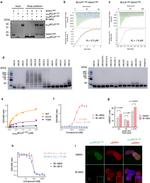 V5 Tag Antibody in Immunocytochemistry (ICC/IF)