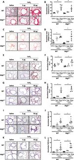 TGF beta-2 Antibody in Immunohistochemistry (IHC)