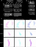 Prohibitin Antibody in Western Blot (WB)