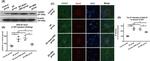 GAD67 Antibody in Immunocytochemistry, Immunohistochemistry (ICC/IF, IHC)