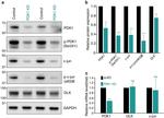 ZPK Antibody in Western Blot (WB)