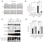 Pan Ras Antibody in Western Blot (WB)