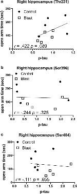 Phospho-Tau (Ser404) Antibody in Western Blot (WB)