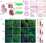 Myeloperoxidase Antibody in Immunocytochemistry (ICC/IF)