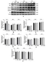 Caspase 9 Antibody in Western Blot (WB)