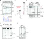 SNRPB Antibody in Immunoprecipitation (IP)