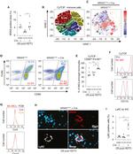 CD68 Antibody in Flow Cytometry (Flow)