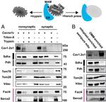 ACSL4 Antibody in Western Blot (WB)