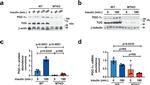 PPARGC1A Antibody in Western Blot (WB)