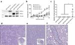 Prolactin Receptor Antibody in Western Blot (WB)
