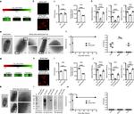 HA Tag Antibody in Immunocytochemistry (ICC/IF)