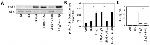 Phospho-IkB alpha (Ser32, Ser36) Antibody in Western Blot (WB)