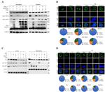 VDAC Antibody in Western Blot (WB)