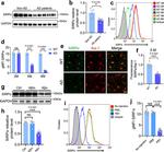 CD16/CD32 Antibody in Neutralization (Neu)