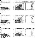 IgA Antibody in Flow Cytometry (Flow)