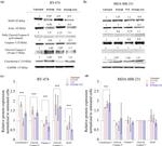 Caspase 3 Antibody in Western Blot (WB)