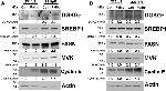 DGKG Antibody in Western Blot (WB)