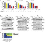 TUBA1A Antibody in Western Blot (WB)