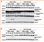 GAPDH Antibody in Western Blot (WB)