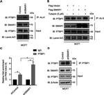 PTBP1 Antibody in Western Blot, Immunoprecipitation (WB, IP)