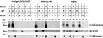 Strep Tag Antibody in Western Blot (WB)