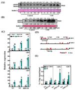 HA Tag Antibody in ChIP Assay (ChIP)