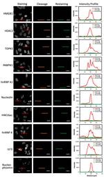 HMGB1 Antibody in Immunocytochemistry (ICC/IF)