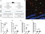 Fibrinogen Antibody in Immunohistochemistry (IHC)