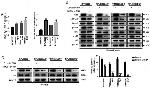 Lamin A/C Antibody in Western Blot (WB)