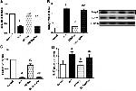 ROR gamma Antibody in Western Blot (WB)