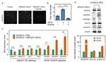 beta Actin Antibody in Western Blot (WB)