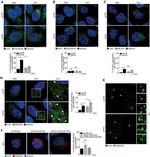 Golgin-97 Antibody in Immunocytochemistry (ICC/IF)