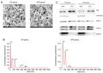 HSP70 Antibody in Western Blot (WB)