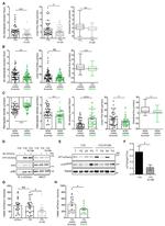 mCherry Antibody in Western Blot (WB)