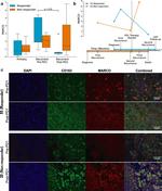 MARCO Antibody in Immunocytochemistry, Immunohistochemistry (ICC/IF, IHC)