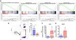 CD8 alpha Antibody in Flow Cytometry (Flow)