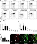 T-bet Antibody in Flow Cytometry (Flow)