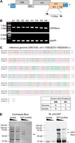 GST Tag Antibody in Western Blot (WB)