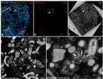 SARS/SARS-CoV-2 Coronavirus Spike Protein (subunit 1) Antibody in Immunohistochemistry (IHC)