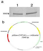 AHR Antibody in Western Blot (WB)