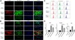 Phospho-Ezrin (Thr567) Antibody in Immunocytochemistry (ICC/IF)