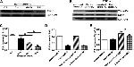 Phospho-Ezrin (Thr567) Antibody in Western Blot (WB)