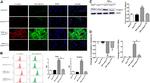 Phospho-Ezrin (Thr567) Antibody in Western Blot, Immunocytochemistry (WB, ICC/IF)