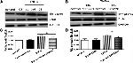 Phospho-Ezrin (Thr567) Antibody in Western Blot (WB)