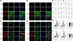 Phospho-Ezrin (Thr567) Antibody in Immunocytochemistry (ICC/IF)