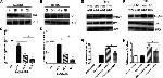 Phospho-Ezrin (Thr567) Antibody in Western Blot (WB)