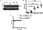 Tubulin beta-2C Antibody in Western Blot (WB)