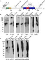 Tau Antibody in Western Blot (WB)