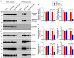 Phospho-Tau (Thr212) Antibody in Western Blot (WB)