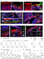 beta-3 Tubulin Antibody in Immunohistochemistry (IHC)